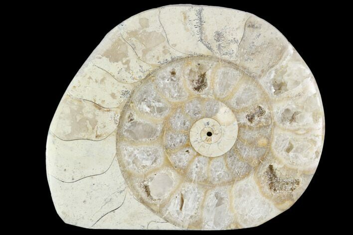 Polished Ammonite (Hildoceras) Fossil - England #103981